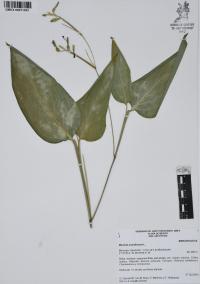 Maranta arundinacea image